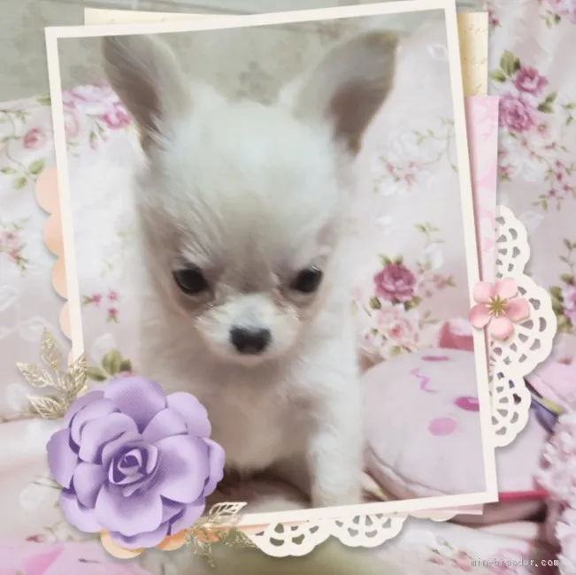 ID：2104-02162の子犬
