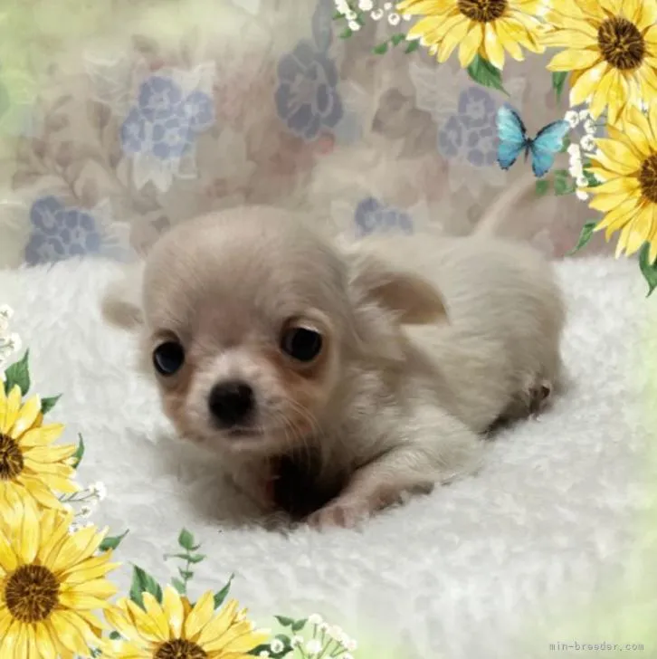 ID:2208-04616の子犬