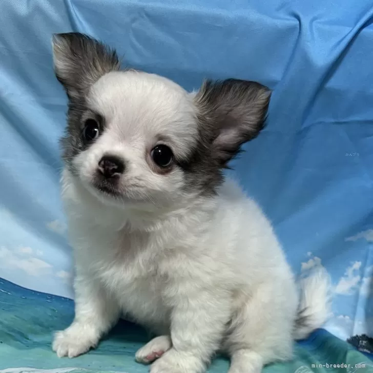 ID:2407-05020の子犬
