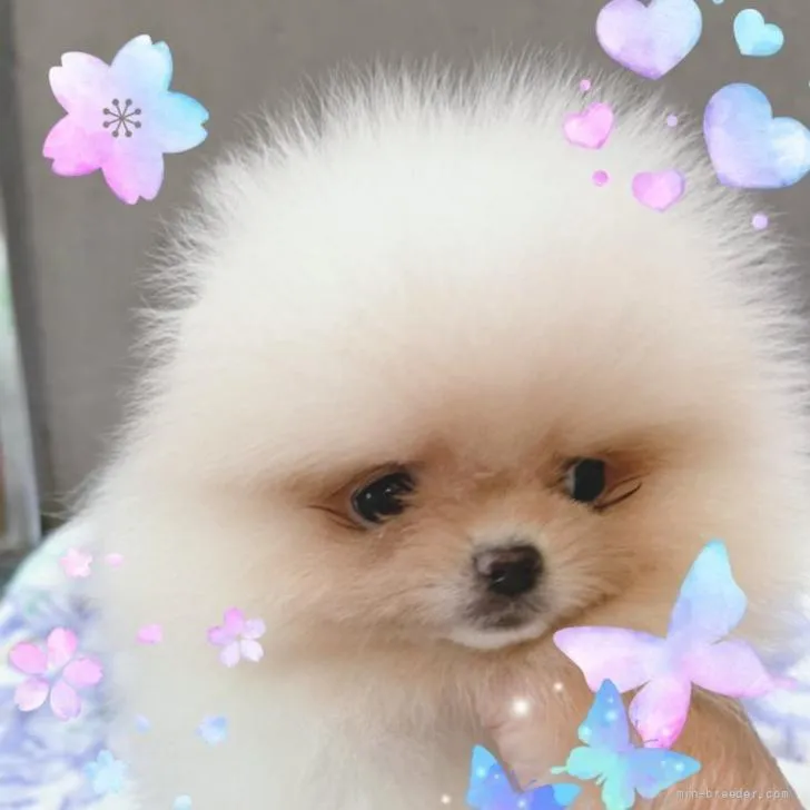 ID:2205-03699の子犬