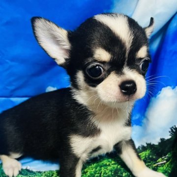 チワワ(スムース)【愛知県・女の子・2023年10月19日・ブラック&クリーム、ホワイト】の写真「とても人懐こい、綺麗な配色のレディ
です」