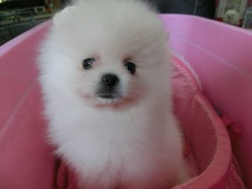 ポメラニアン【愛知県・男の子・2016年10月10日・ホワイト申請】の写真「毛吹きの良い子です。構成も良い子です」