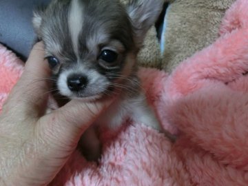 チワワ(ロング)【愛知県・女の子・2016年10月27日・ファウン&ホワイト】の写真「父はインターナショナルＣＨ　小さなプリンセス」