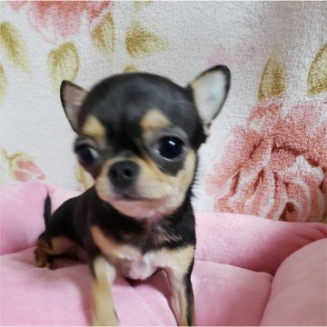 チワワ(スムース)【愛知県・女の子・2020年1月16日・ブラック&タン】の写真「お鼻は短く優しい性格の小さな1.5kgの可愛い子で」