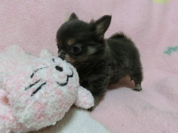 チワワ(ロング)【愛知県・男の子・2016年3月19日・ブルー&クリームタン】の写真「くまもんに似てると思う　小熊です」