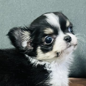 チワワ(ロング)【愛知県・女の子・2023年9月9日・ブラック&クリーム、ホワイト】の写真「2ヶ月過ぎ　現在　485gと極小な女の子です、」