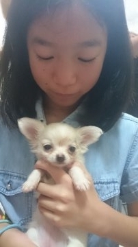 チワワ(ロング)【愛知県・女の子・2016年3月23日・クリーム&ホワイト】の写真「小さな可愛い子です。」