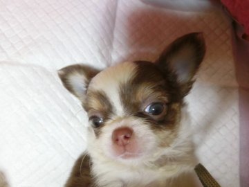 チワワ(ロング)【愛知県・女の子・2016年8月18日・ホワイト、チョコレート&クリーム(タン)】の写真「体がしっかりしてて　育てやすく台メスにも可？」