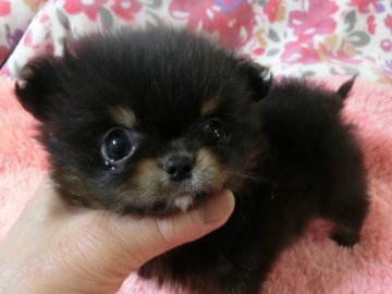 狆とチワワ【愛知県・女の子・2017年2月12日・ブラック&タン、ホワイト】の写真「誘われるような目力のある小さな小さな子です。」