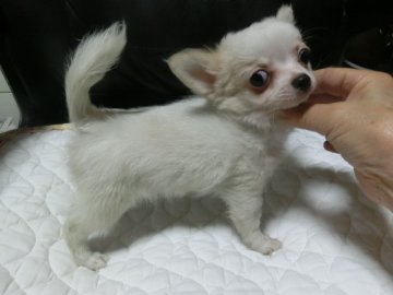 チワワ(ロング)【愛知県・男の子・2016年7月15日・ホワイト&クリーム】の写真「おとなしい性格で　実物はもっと可愛い子です」