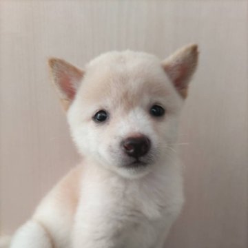 柴犬(豆柴)【愛知県・女の子・2024年6月20日・白】の写真「小振りな　可愛い豆柴ちゃんかなー」