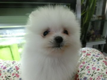 ポメラニアン【愛知県・男の子・2017年4月11日・ホワイト】の写真「小振りでキュートな貴公子！」