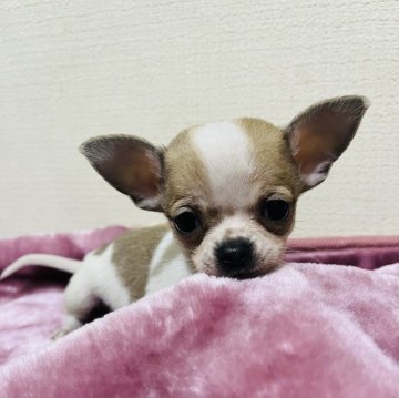 チワワ(スムース)【愛知県・男の子・2023年12月10日・ホワイト&レッド】の写真「とっても小さな小振りで元気な男の子」