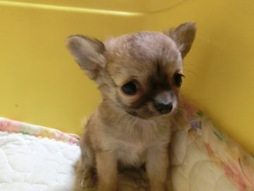 チワワ(ロング)【愛知県・男の子・2016年9月15日・フォーン】の写真「かなり小振りですが　歯並びがオーバーショットです」