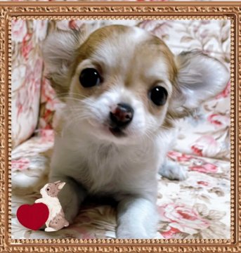 チワワ(ロング)【愛知県・女の子・2021年12月15日・フォーン&ホワイト】の写真「品の良い子年と共に可愛く成ります。鼻は黒く成ります」