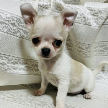 チワワ(スムース)【愛知県・男の子・2024年3月28日・ホワイト&フォーン】の写真「構成綺麗な子です。」