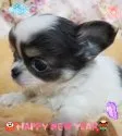 チワワ(ロング)【愛知県・男の子・2020年11月11日・ホワイト、ブルー&クリームタン】の写真1