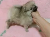 ポメラニアン【愛知県・女の子・2016年3月7日・クリームセーブル】の写真3
