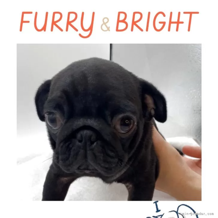 パグ【静岡県・男の子・2025年7月17日・ブラック】の写真1