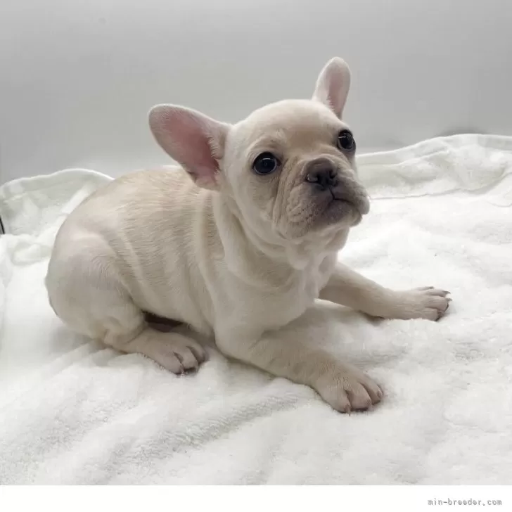 ID:2502-00936の子犬