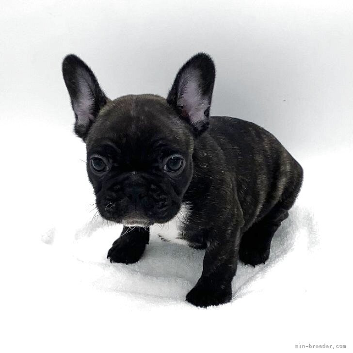 ブリーダー画像