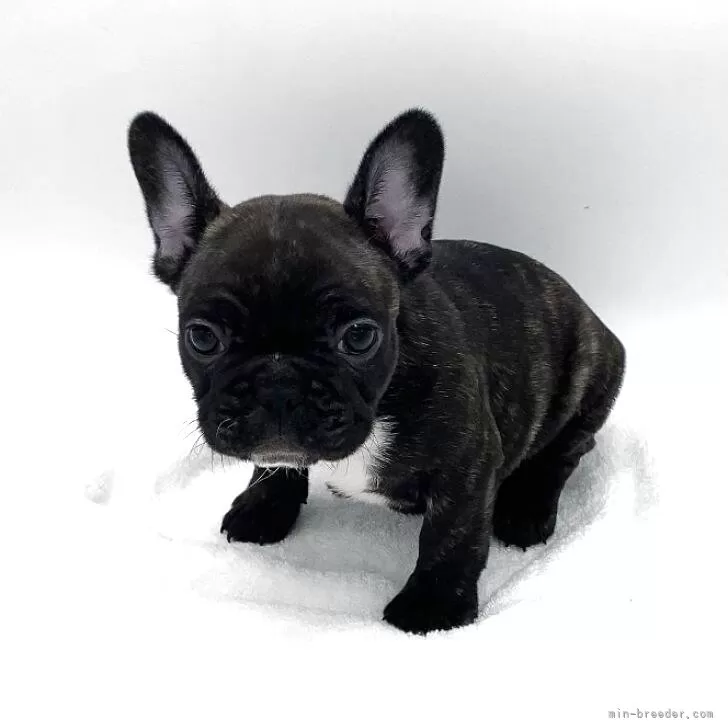 フレンチブルドッグ【静岡県・女の子・2024年9月28日・ブリンドル】の写真1