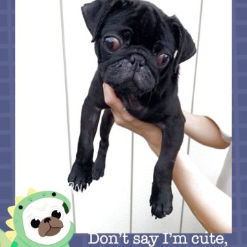 パグ【静岡県・男の子・2025年6月25日・ブラック】の写真「とっても可愛い男の子です💕」