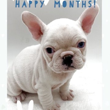 フレンチブルドッグ【静岡県・女の子・2025年10月11日・クリーム】の写真「優しい子です💕」