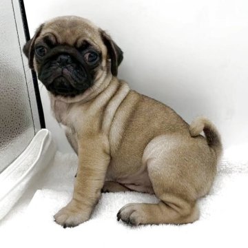 パグ【静岡県・女の子・2025年6月25日・フォーン】の写真「とっても可愛い〜女の子です。💕」