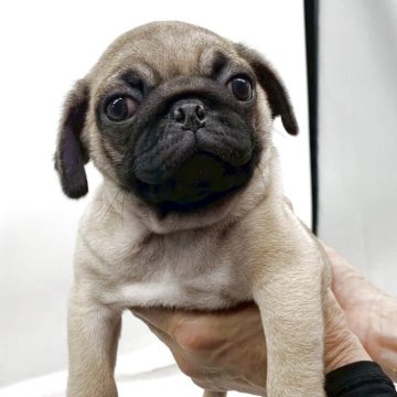 パグ【静岡県・女の子・2025年6月25日・フォーン】の写真「とっても可愛い〜女の子です。💕」