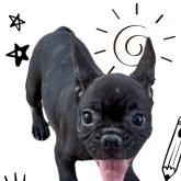 フレンチブルドッグ