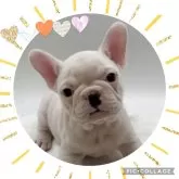 フレンチブルドッグ