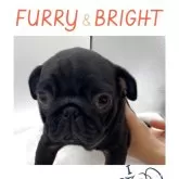 パグ【静岡県・男の子・2025年7月17日・ブラック】の写真1