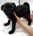 パグ【静岡県・男の子・2025年7月17日・ブラック】の写真4