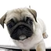 ミックス(ミックス×パグ)【静岡県・男の子・2025年2月2日・フォーン】の写真5