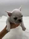 フレンチブルドッグ【静岡県・男の子・2024年10月9日・クリーム】の写真5