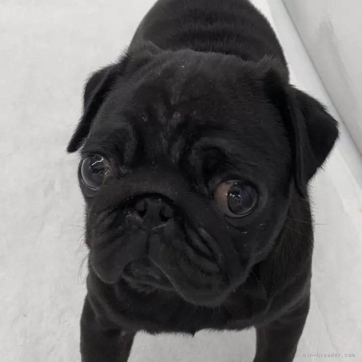 ID:2401-03704の子犬