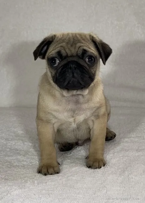 ID:2203-02951の子犬