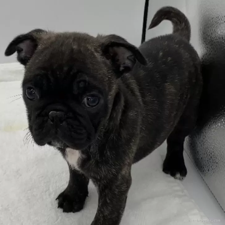 ドラ 様のお迎えした子犬
