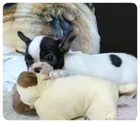 あこ 様のお迎えした子犬