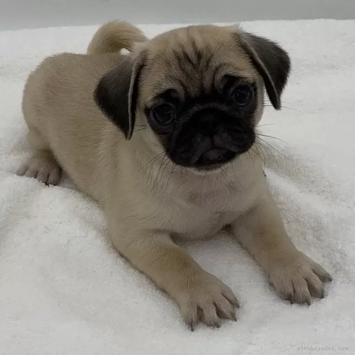 ID:2410-07692の子犬