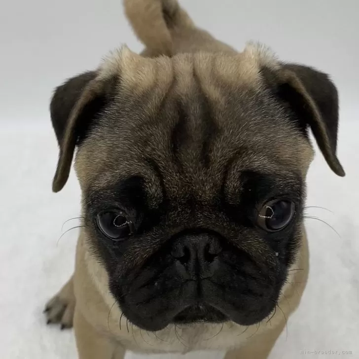 ID：2401-03702の子犬