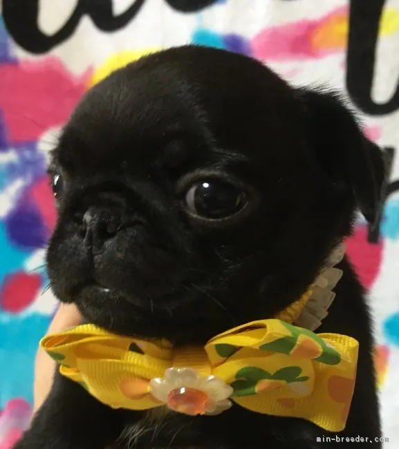 しんじ 様のお迎えした子犬