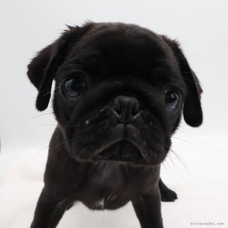 ★パグ子★ページ パグ【静岡県・女の子・2023年6月18日・ブラック】とっても