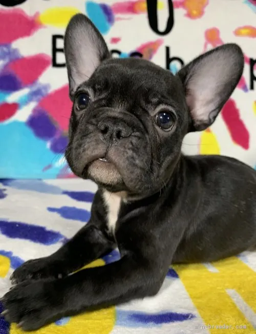 えいちゃん 様のお迎えした子犬