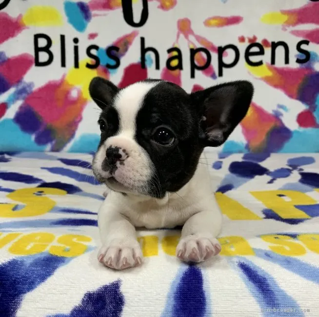 マユコ 様のお迎えした子犬