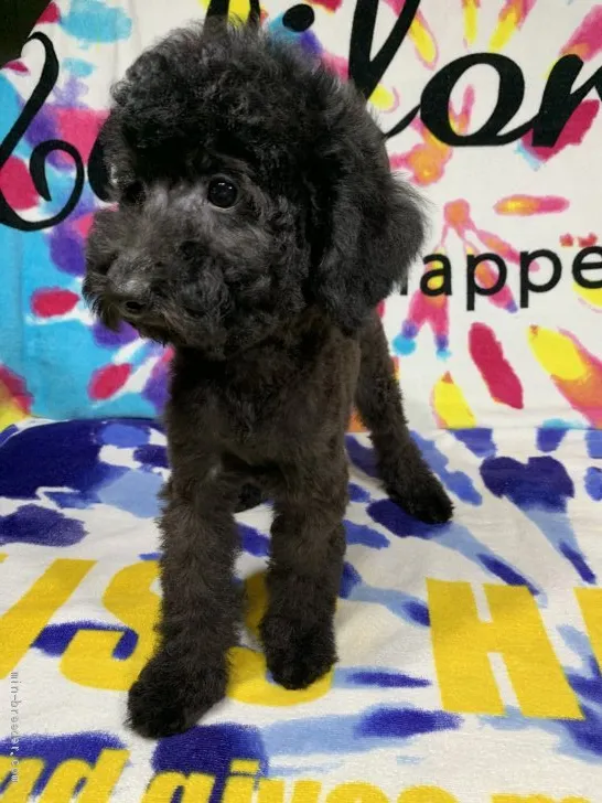ID:1908-00149の子犬