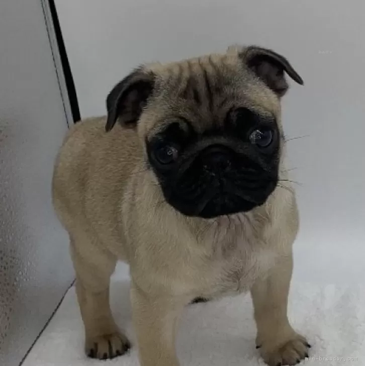 ID:2402-05400の子犬