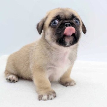 ミックス(ペキニーズ×パグ)【静岡県・男の子・2023年6月24日・フォーン】の写真「とってもかわいいです。💕」