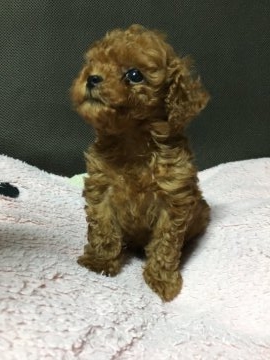 トイプードル(タイニー)【静岡県・男の子・2018年4月25日・レッド】の写真「小ちゃくて可愛い〜😍🐾」